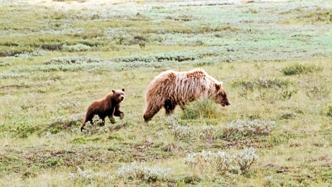 Grizzly-Mutter mit Nachwuchs